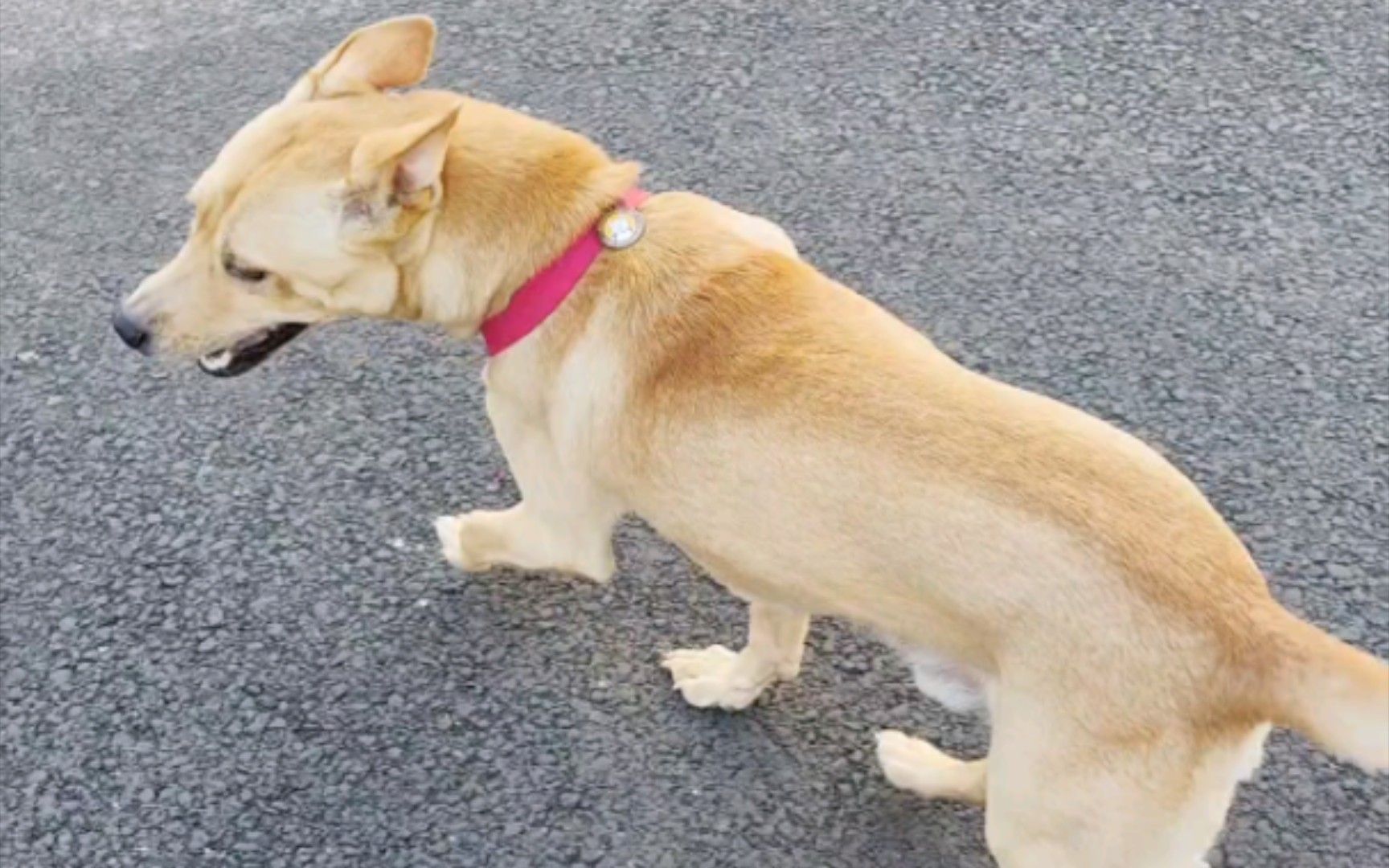 狗子身上最强的肌肉,尾巴?