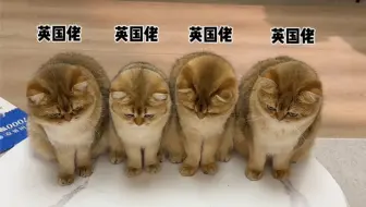 让英国佬给我写作业！