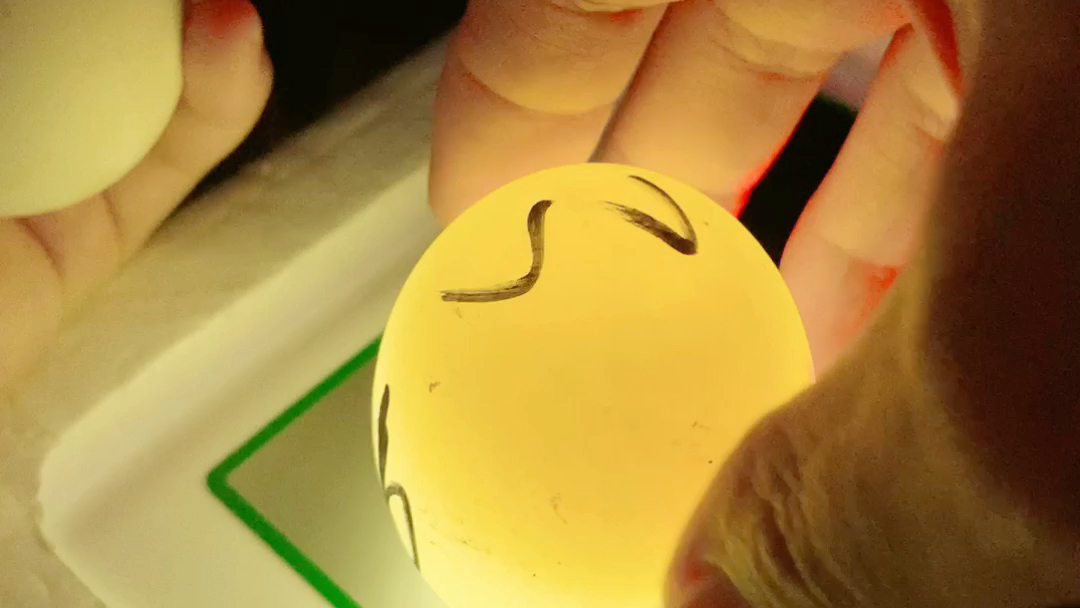 樱桃谷鸭蛋柯尔鸭蛋孵化记