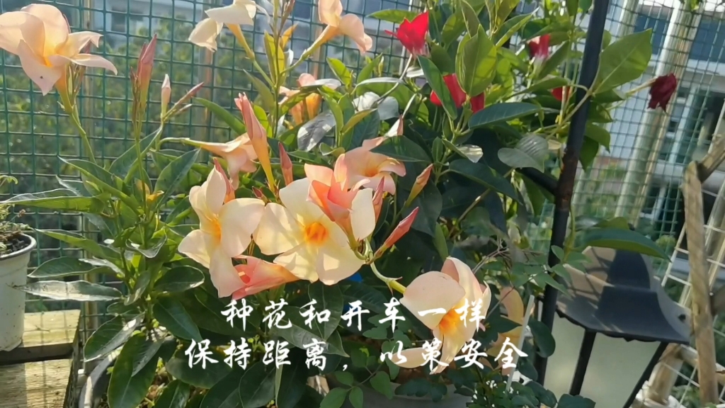 种花和开车一样,第一原则:保持距离,以策安全
