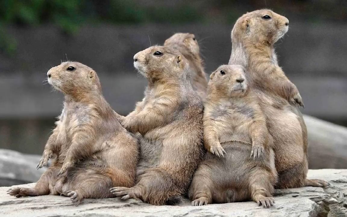 动物界的土肥圆有多搞笑,你见过土拨鼠吗?