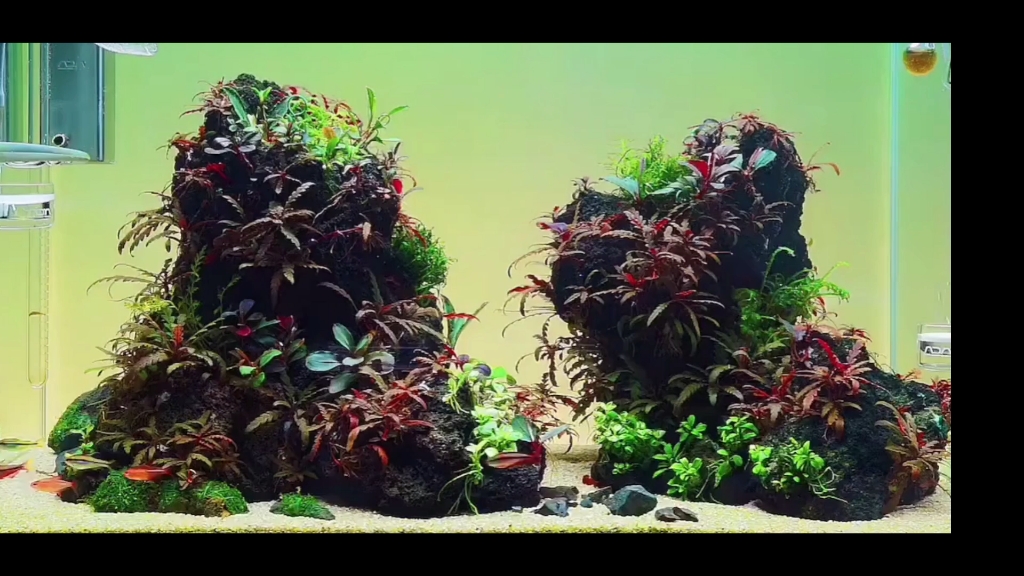 火山石造景,弄草缸是不是挺好看呀!