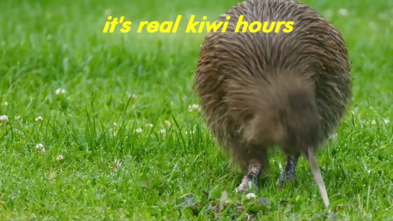 几维鸟会走路的猕猴桃