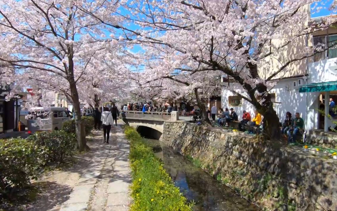 [图]【超清日本】漫步京都 哲学之道 盛开的樱花 2019.4