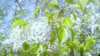 雨后梨花 哔哩哔哩 Bilibili