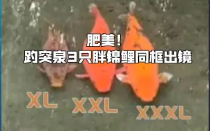 Download Video: 动物药闻‖肥美！趵突泉3只胖锦鲤同框出镜