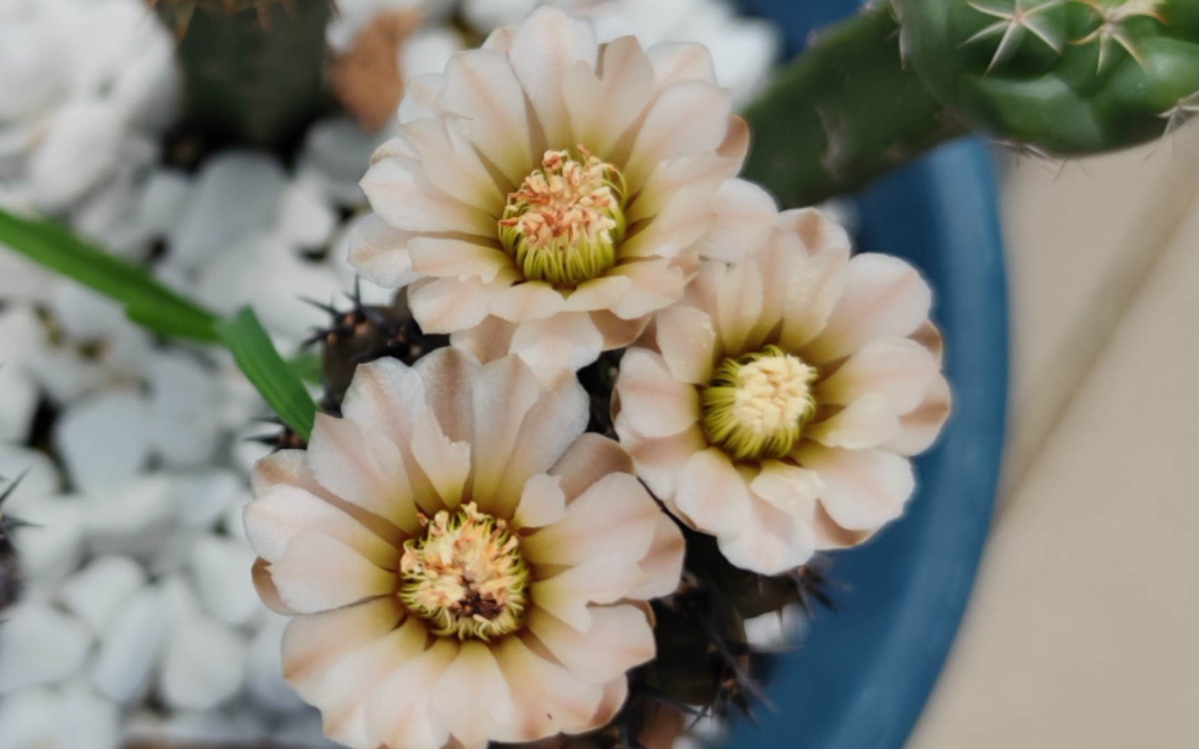 养了个球:第56期裸萼属黑刺凤头仙人球_哔哩哔哩_bilibili