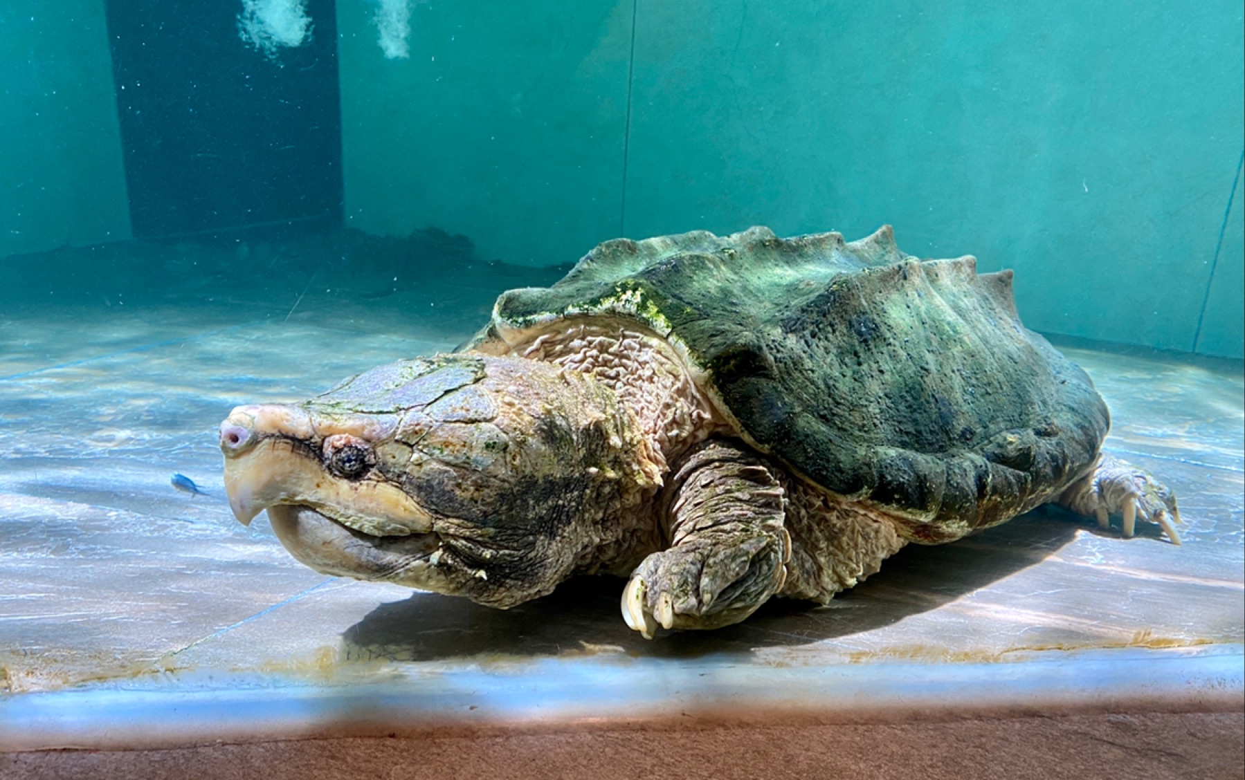 原种大鳄龟出眠