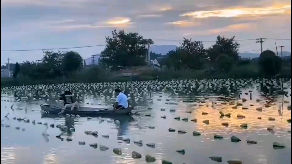 [图]小船儿，摇啊摇