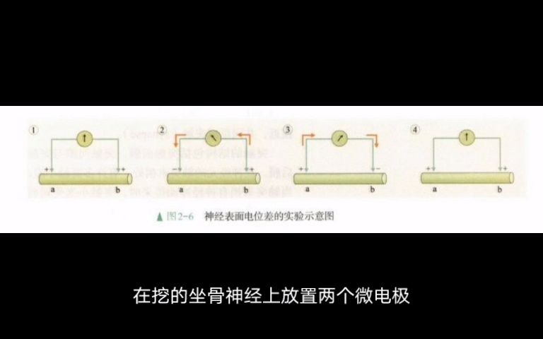 2.3神经冲动的产生和传导 何嘉乐哔哩哔哩bilibili