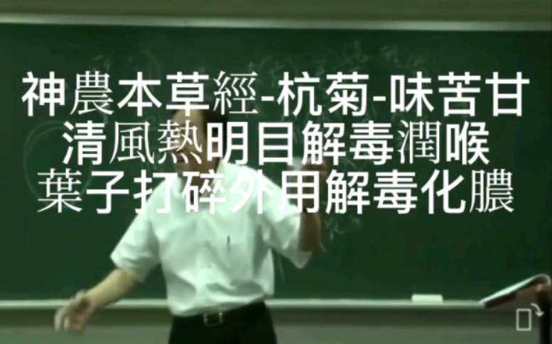 神农本草经杭菊清热解毒明目,新鲜叶子打碎外用解毒化脓收伤口哔哩哔哩bilibili