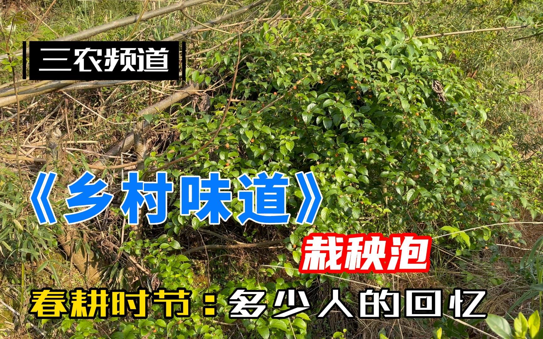 [图]大城市里孩子没见过，农村孩子想想都流口水的乡村味道：栽秧泡