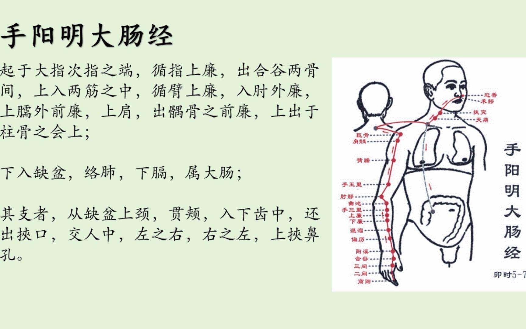 十二经络唱歌背诵法《手阳明大肠经》#娃哈哈#哔哩哔哩bilibili