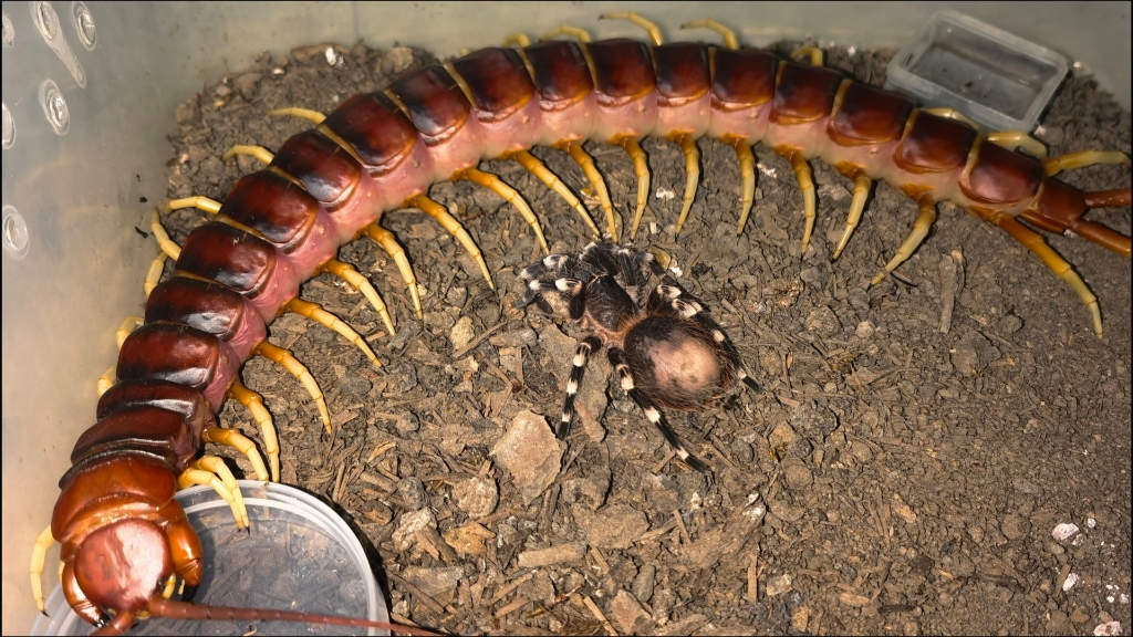 又嘎了一只7cm足展的白7,白脚蜈蚣有口福了