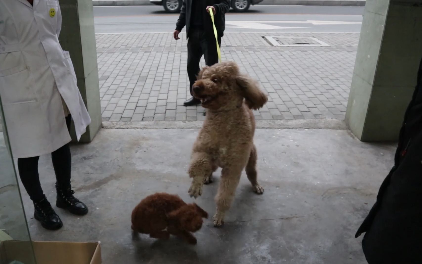 街上看到一只巨型贵宾犬,活蹦乱跳的太萌了哔哩哔哩bilibili