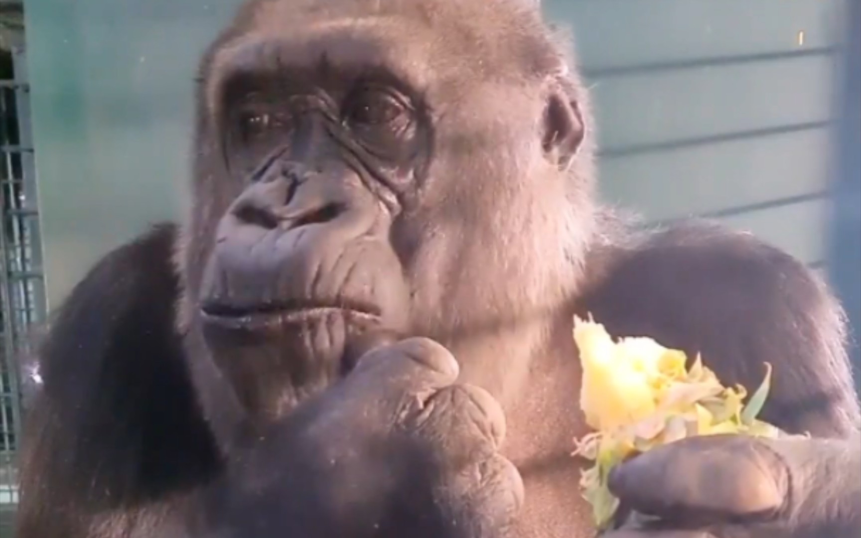 大猩猩要东西表情包图片