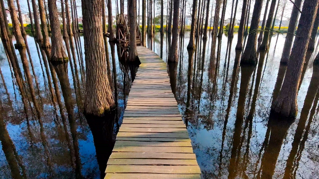 偶遇绿洋湖湿地