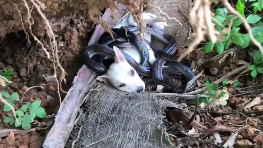 狗狗被蛇缠住,看到狗狗获救的那一刻,高兴的留下了泪水_哔哩哔哩 (゜