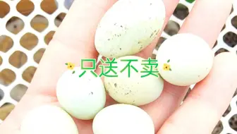 超大的芦丁鸡种蛋，第一次见这么大的芦丁鸡蛋，不知道免费送给哪位网友了！