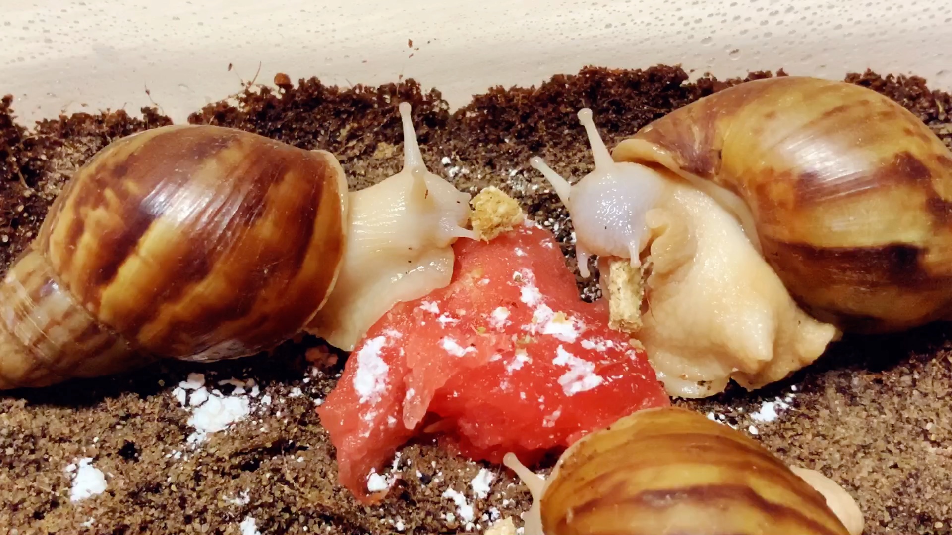 【白玉蜗牛】蜗牛吃西瓜&蜗牛粮_哔哩哔哩 (゜-゜)つロ 干杯~-bili