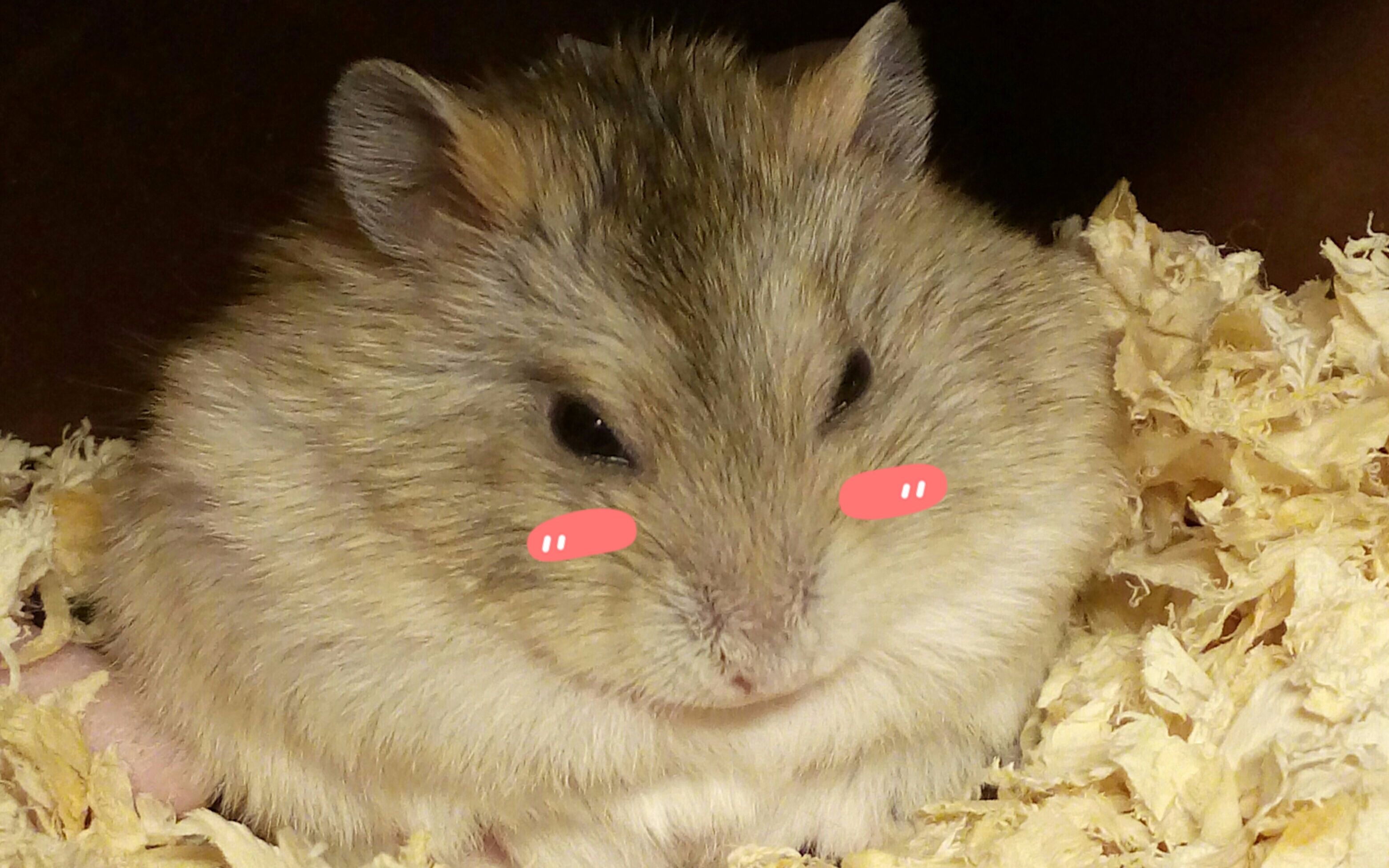 吱星人上手体验