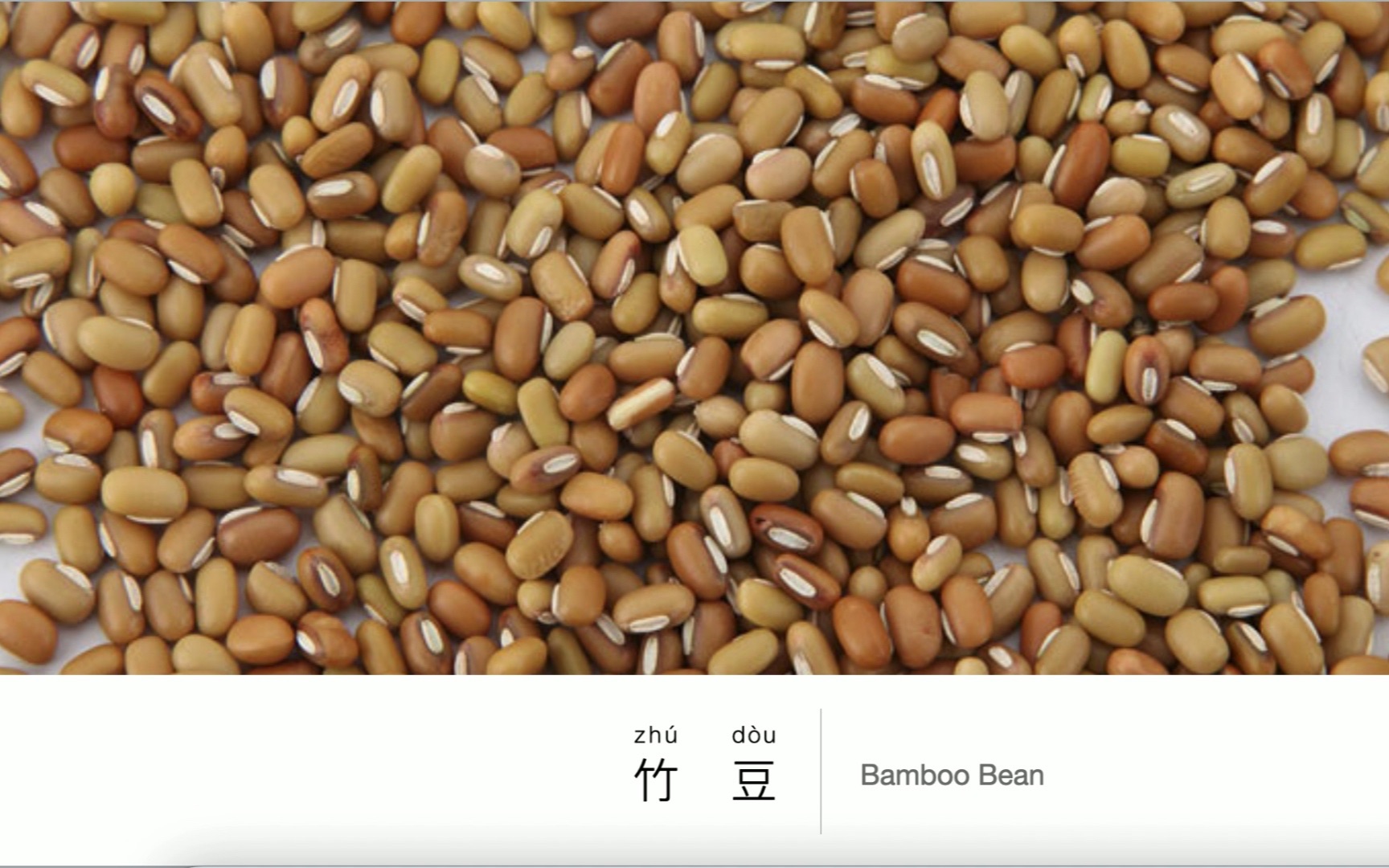 Bean : Bamboo Bean , 豆类:竹豆哔哩哔哩bilibili