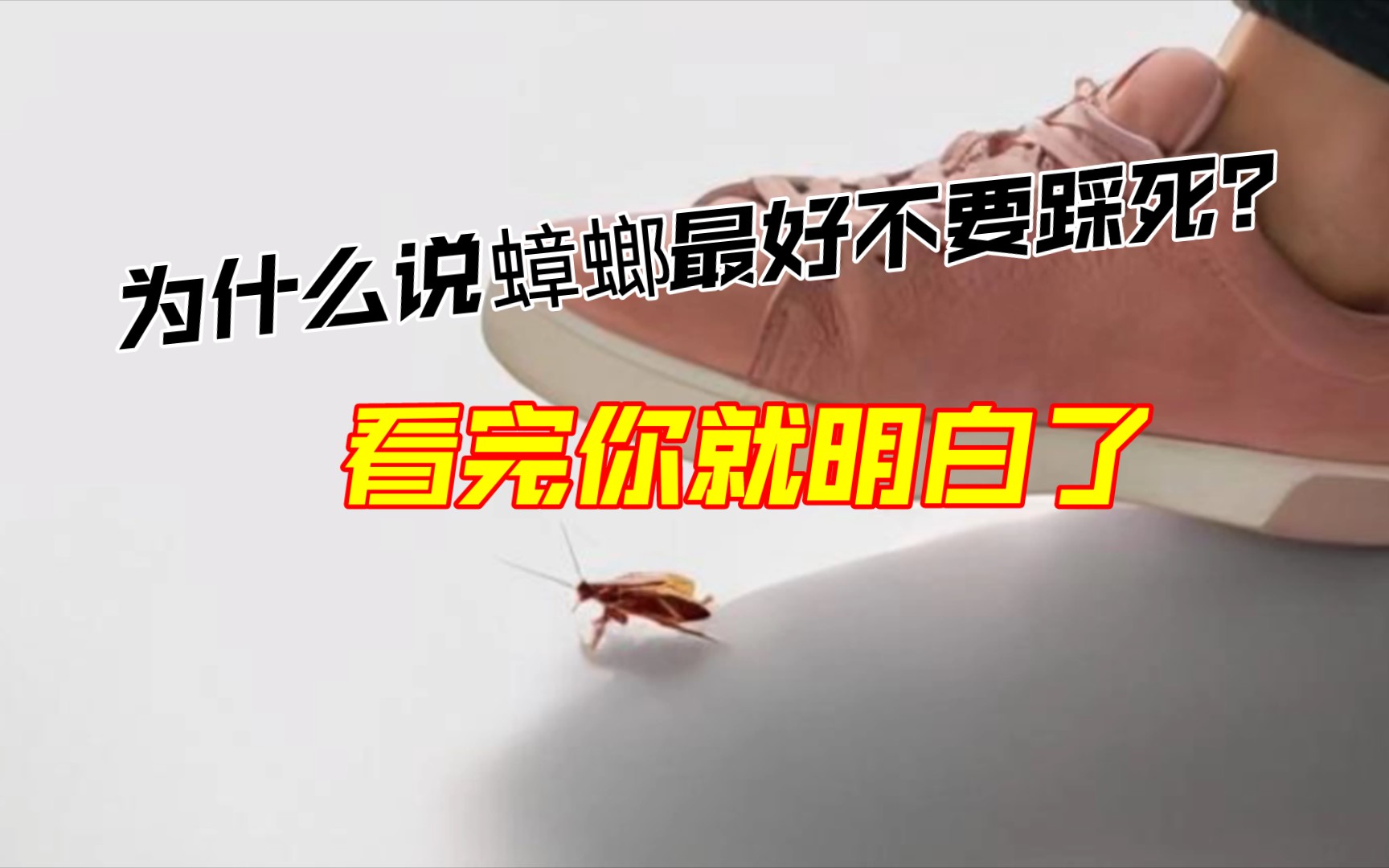 为什么说蟑螂最好不要踩死?看完你就明白了