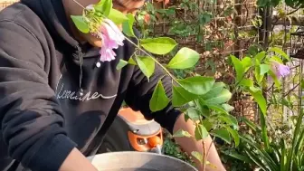 下载视频: 爬藤届的扛把子，开花还带有蒜香味～