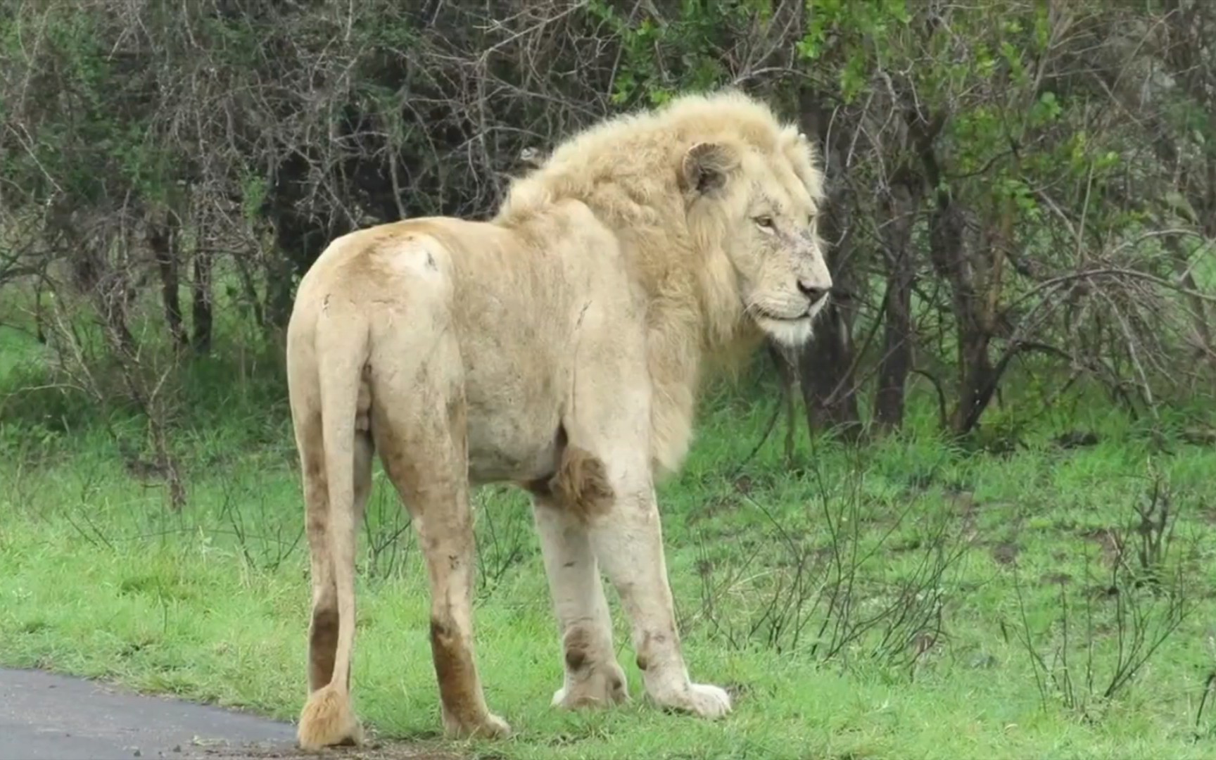 克鲁格的白狮王,毛茸茸的卡斯帕雄狮