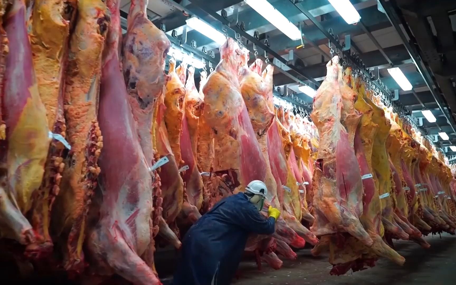 当杀牛成了流水线效率有多可怕一天杀牛上万头都是小菜一碟
