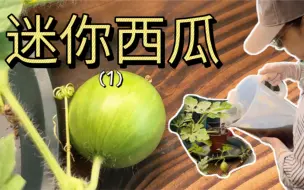 Download Video: 迷你小西瓜