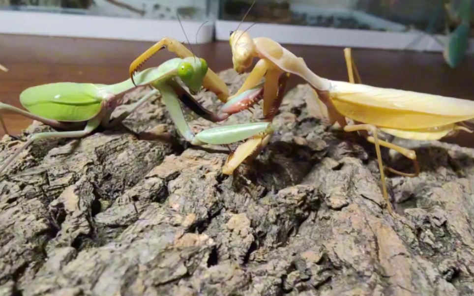 台湾巨斧螳vs澳洲宽腹螳螂