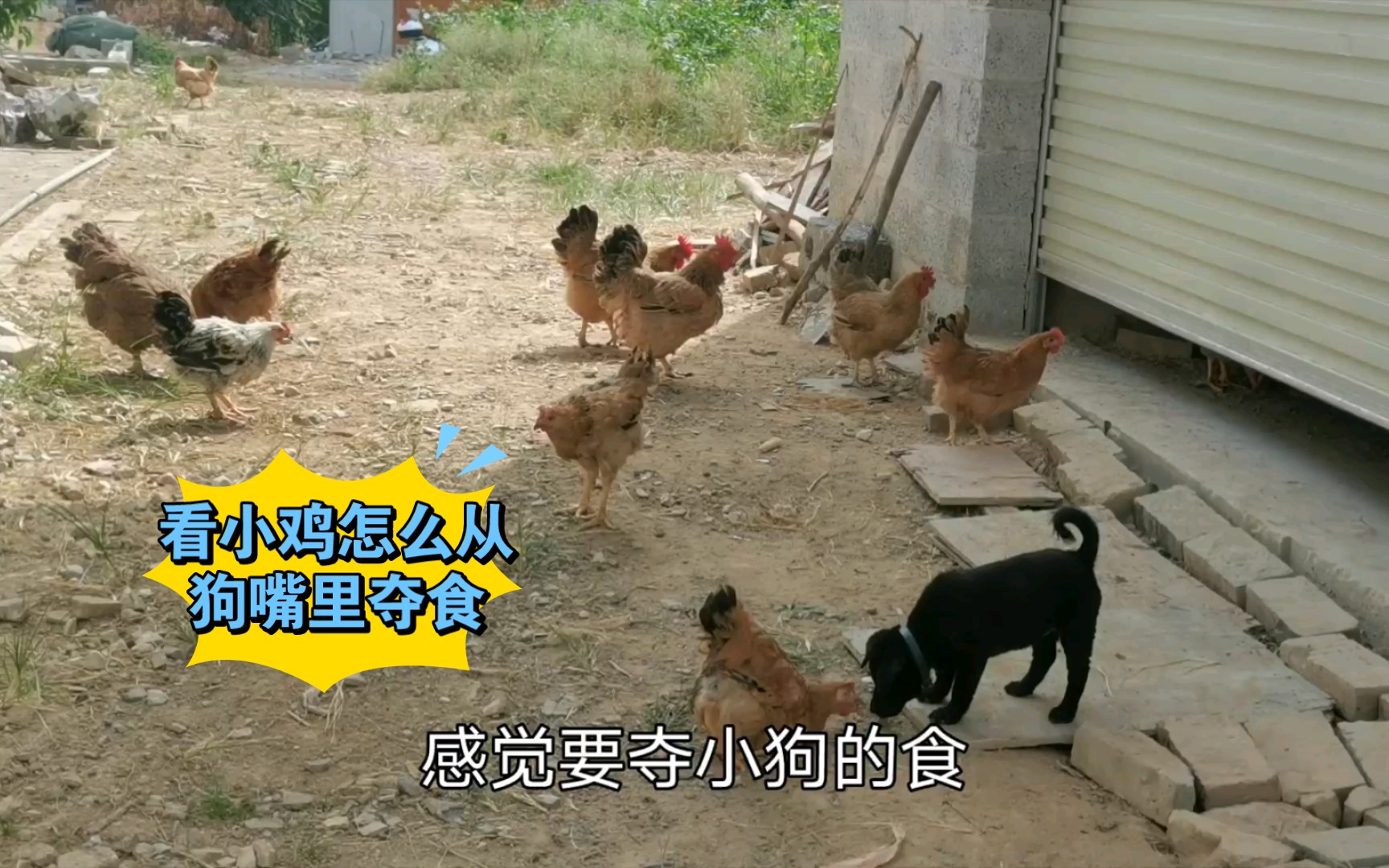 小黑狗子和一群鸡仔在一起玩耍,狗子追着鸡仔猛撵,鸡仔还上演了一场狗嘴夺食!_哔哩哔哩_bilibili