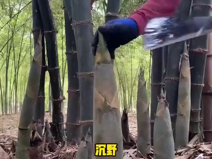 妻子喊初恋老公后，我直接离婚了(25)