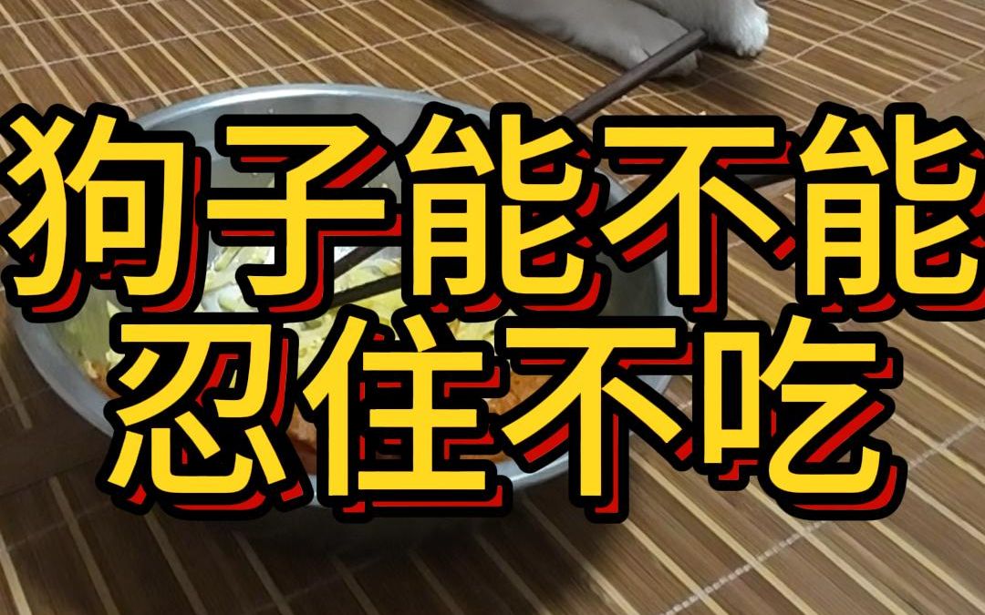 主人不在,狗子能不能忍住不吃