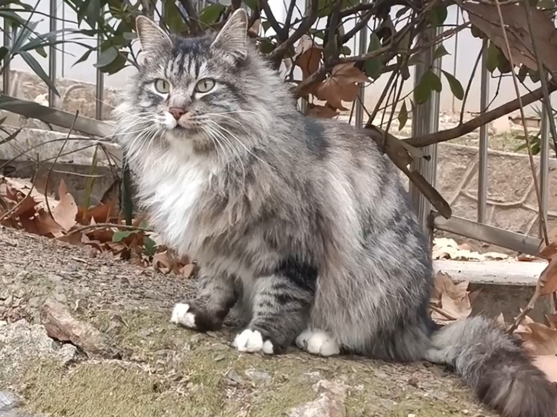 ➕超绝公鸭嗓话痨小橘