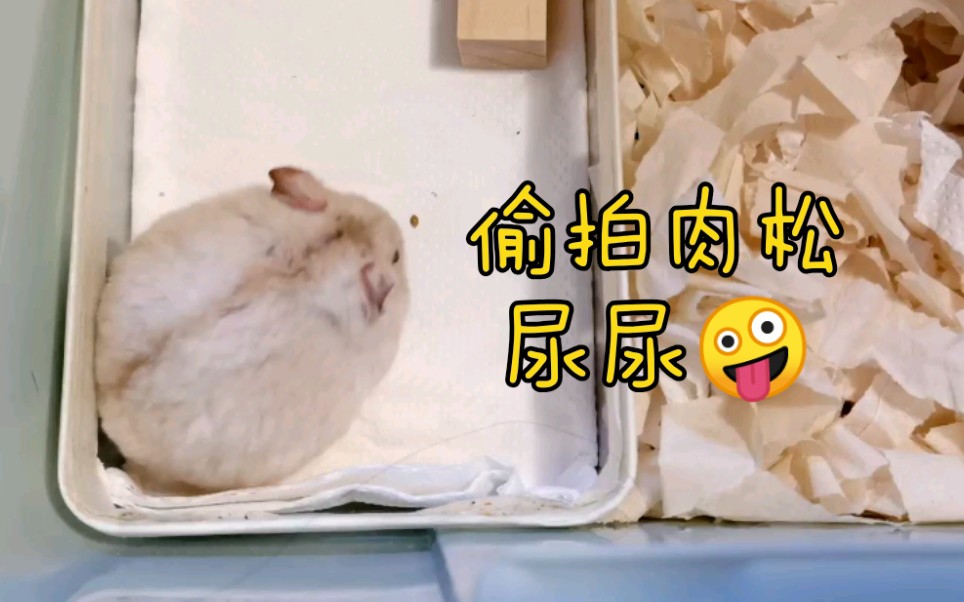 仓鼠肉松偷拍肉松尿尿防止鼠子乱尿尿的小贴士2561066107