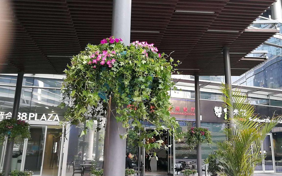 灯杆绿化 电线杆挂花 立体绿化