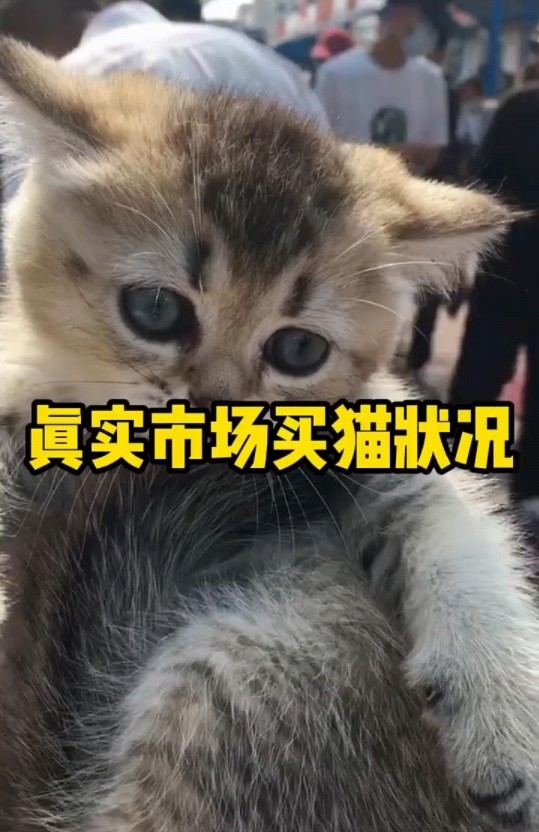 市场 "喵 "猫星人 "猫咪的可爱瞬间哔哩哔哩bilibili