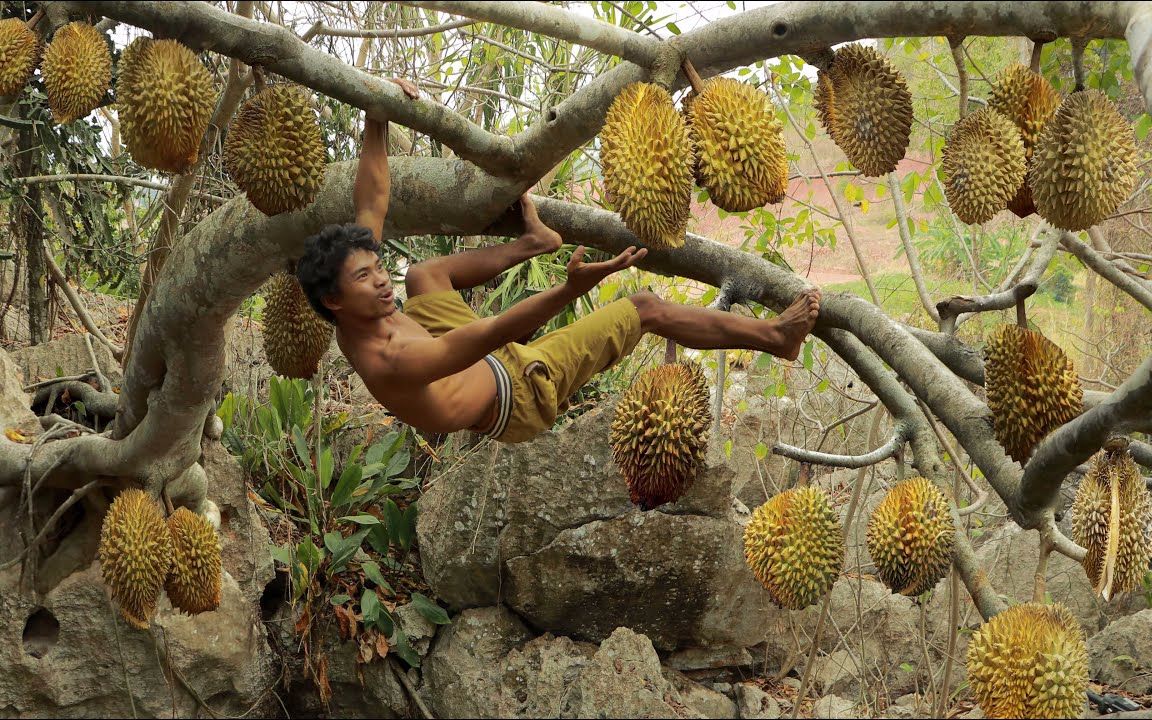 东南亚野生榴莲,全生长在奇葩地方,小伙一次摘几个吃饱!