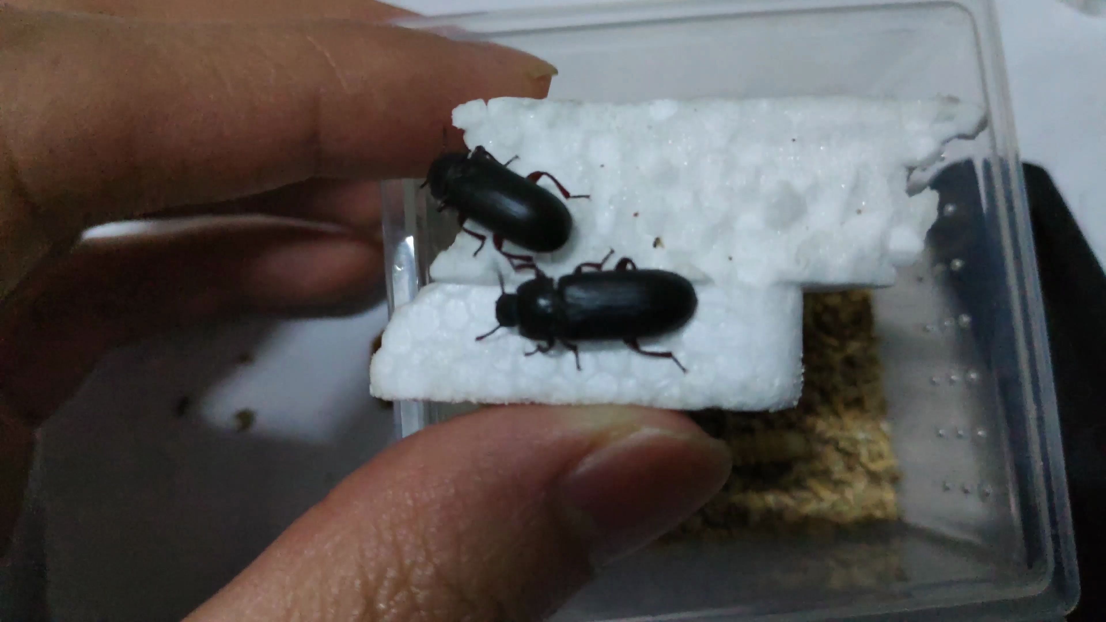 面包虫刚化蛹的面面蛹白白嫩嫩的ω