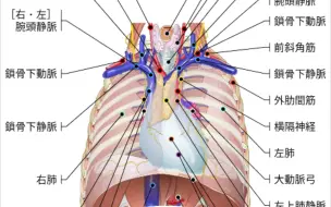 Télécharger la video: 你从未见过如此详细的胸部解剖，二百多张图片让你八分钟看懂人体胸部解剖，包涵胸部全部血管、骨、淋巴、神经