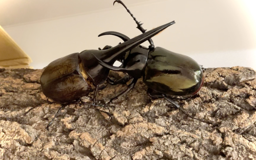 狂暴三角龙!92mm cck中角型南洋大兜虫暴打长戟家族