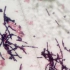 显微镜下观察革兰氏染色的，金黄色葡萄球菌，大肠杆菌和枯草芽孢杆菌