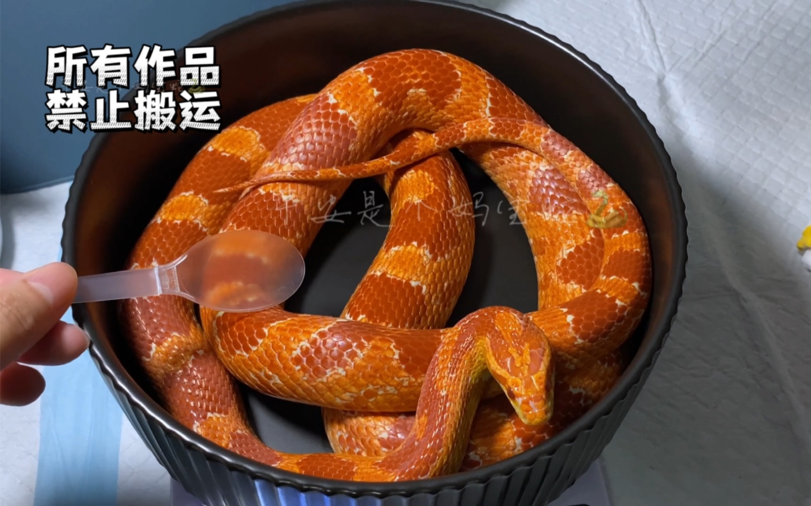 白化红玉米蛇成体照片图片