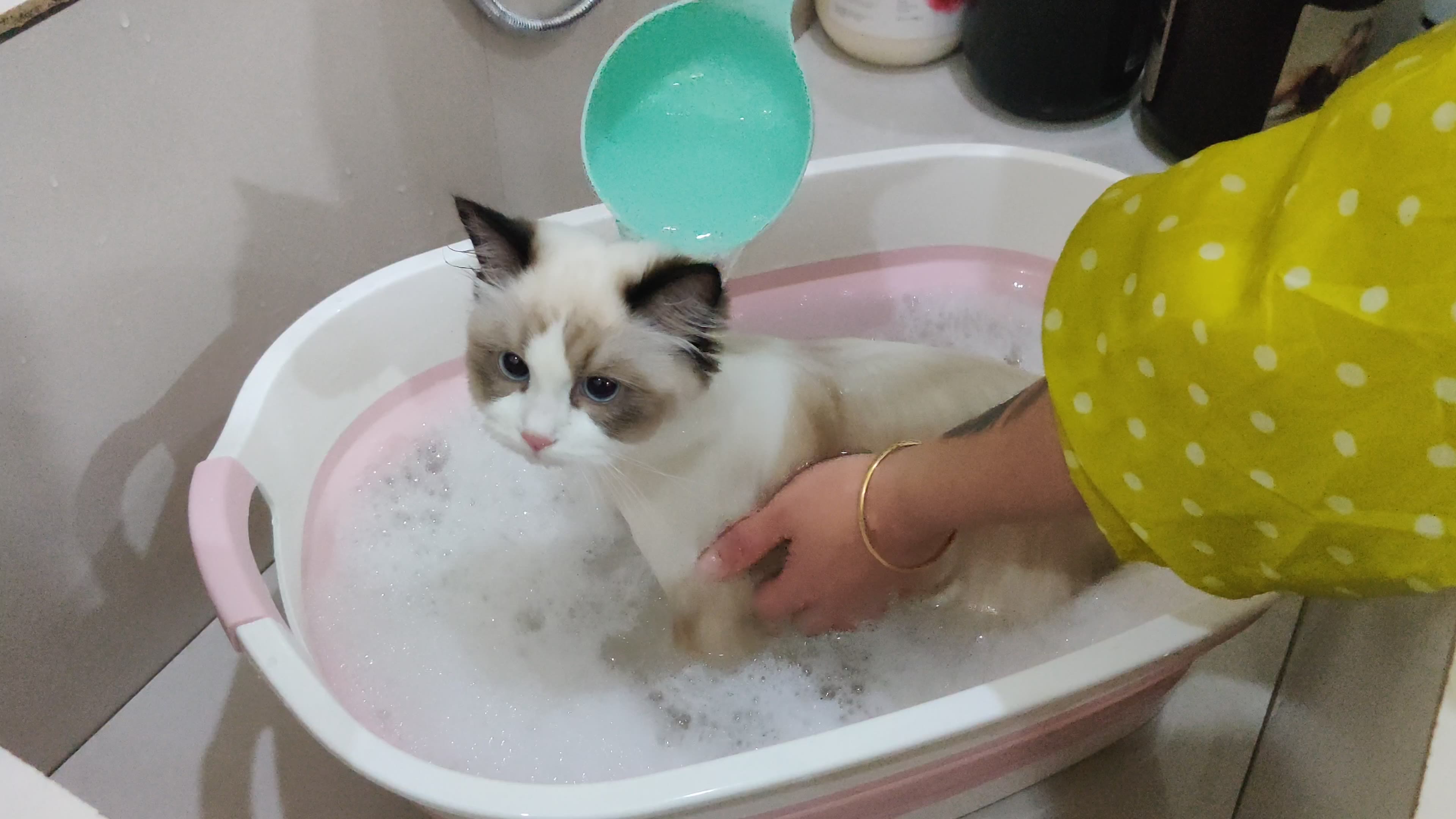 布偶猫乖乖洗澡