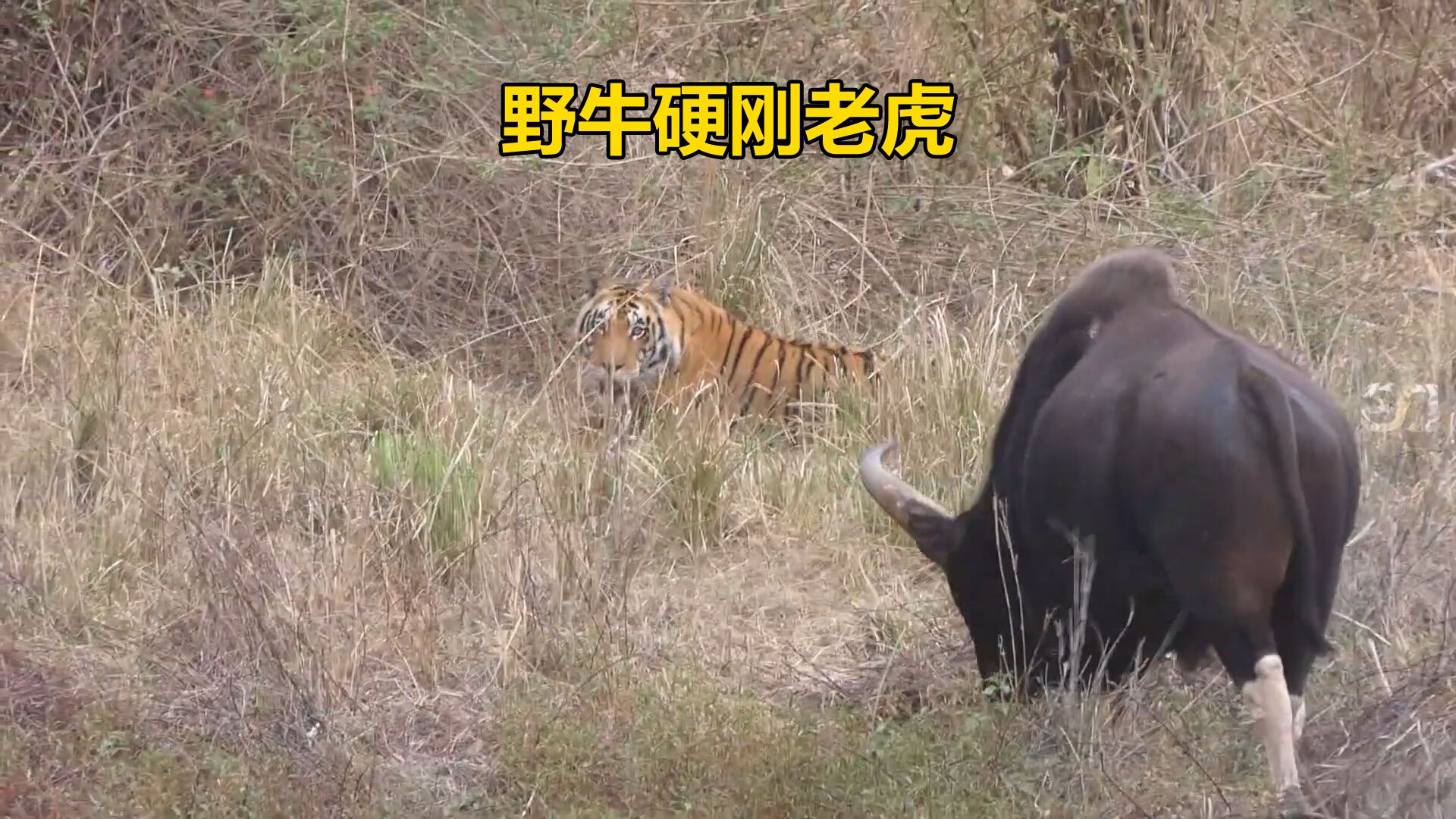 白肢野牛遭遇老虎,吓得老虎抱头鼠窜