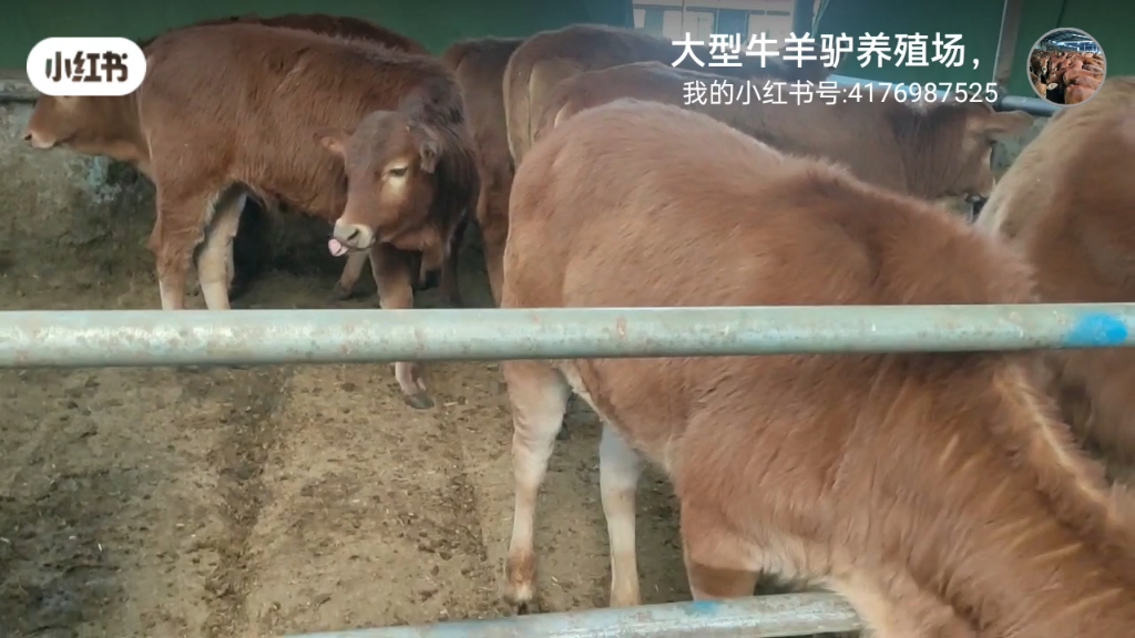 大型鲁西改良黄牛养殖基地,湖南哪里有改良黄牛肉牛养殖基地的地方吗.哔哩哔哩bilibili