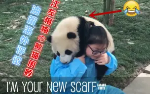 下载视频: 江左梅梅的熊猫牌围脖！YouTube外国网友笑翻了：哪里有卖的？我也想买一个……