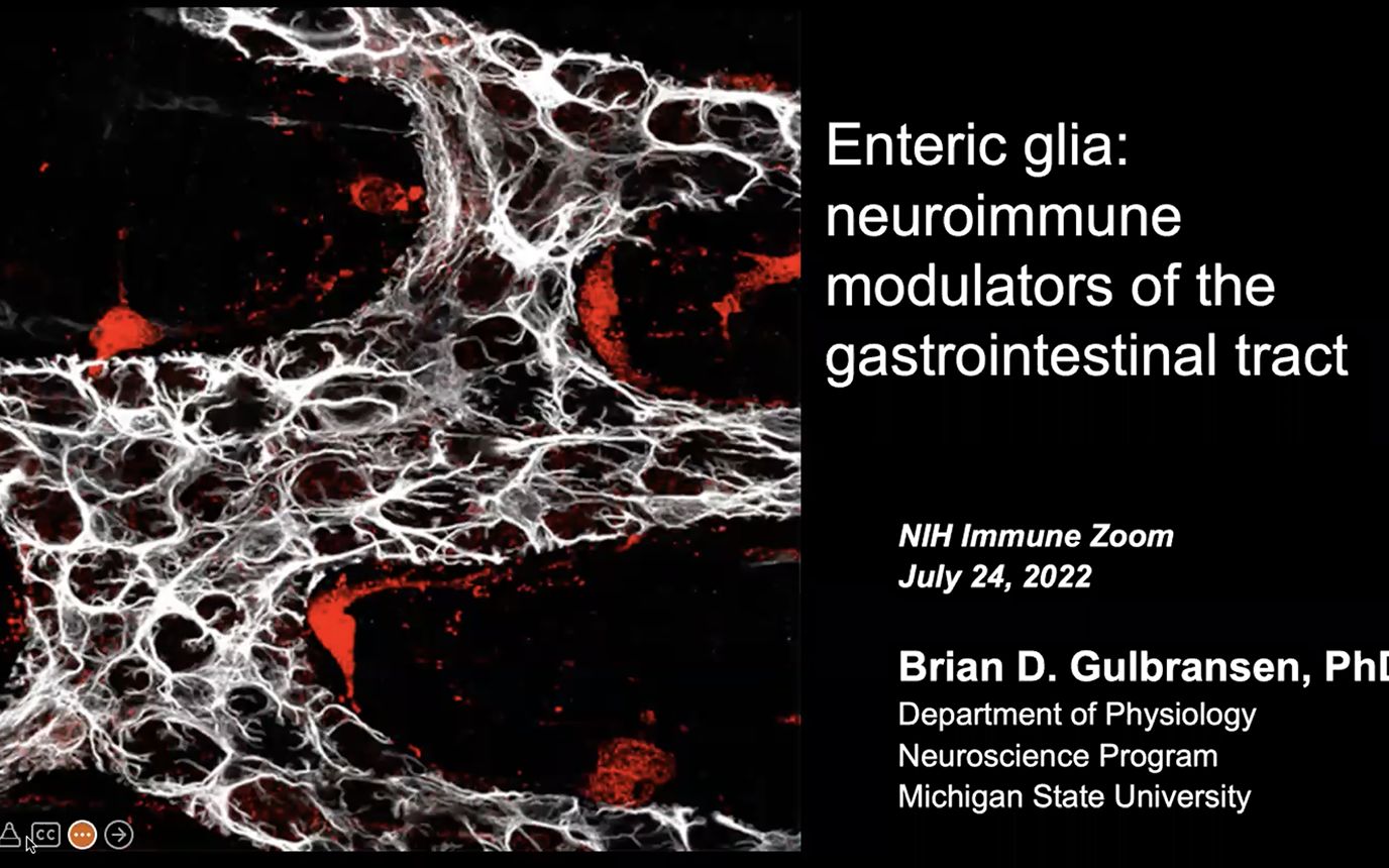 Enteric glia neuroimmune modulators of the gastrointestinal tract哔哩哔哩bilibili